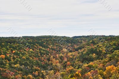 Fall Forest