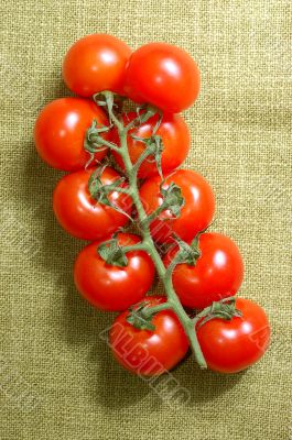 red cherry tomatoes on the vine