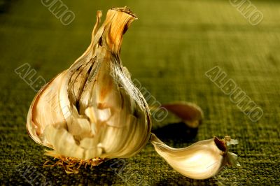Garlic