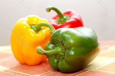 Fresh Vegetables
