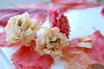 Dry flowers