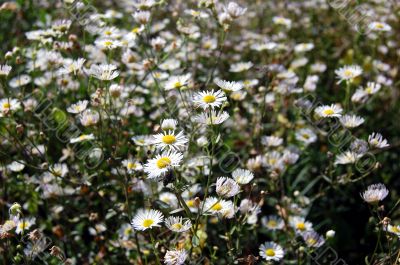 Camomiles