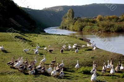 Ducks