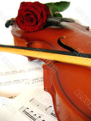 Violin