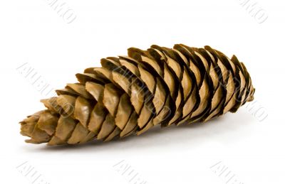 pine cone