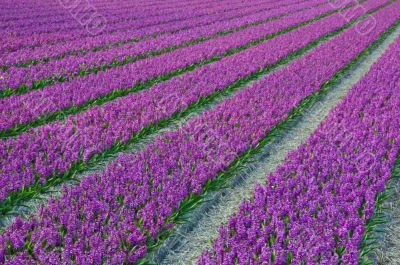 Bulb fields Holland