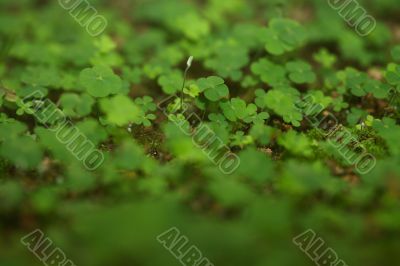 4 Leaf-Clover Forest
