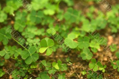 4 Leaf-Clover Forest