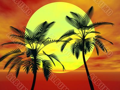 Palm trees in the sun