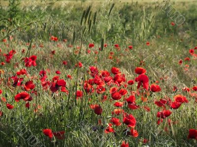 Poppies landscape