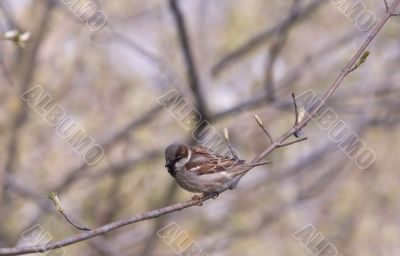 Sparrow
