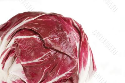 Fresh Radicchio Head
