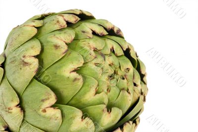 Globe Artichoke