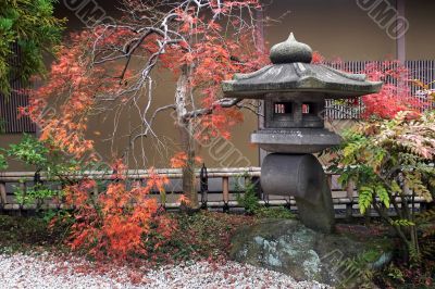 japanese lantern and autumnal maple tree
