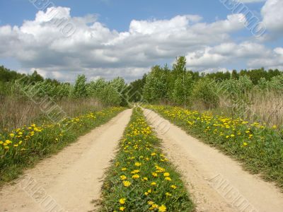 dandelion road