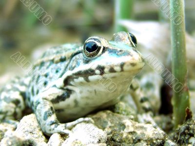 frog at the stone