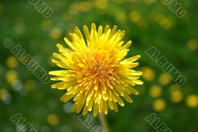 sunny flower