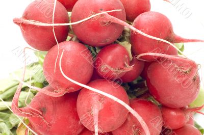 garden radish macro