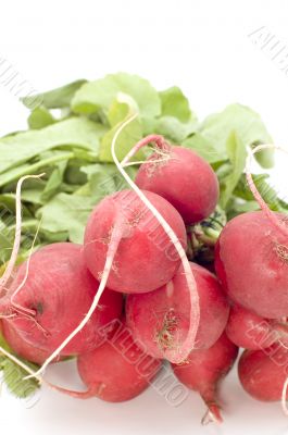 garden radish on white
