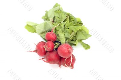 garden radish