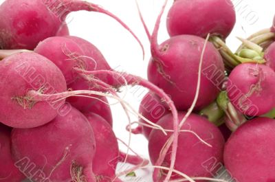radish macro