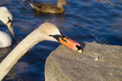 Eating Swan
