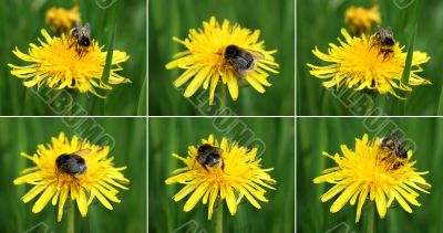 bumblebee on the dandelion