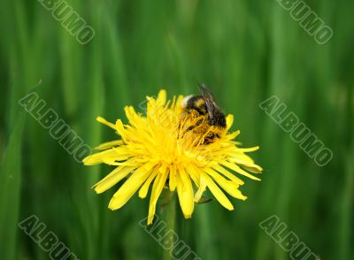 bumblebee on the dandelion