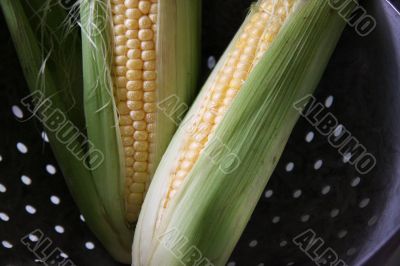 Fresh ears of corn