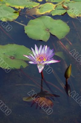 flower water lily pond in