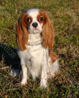 cavalier king charles