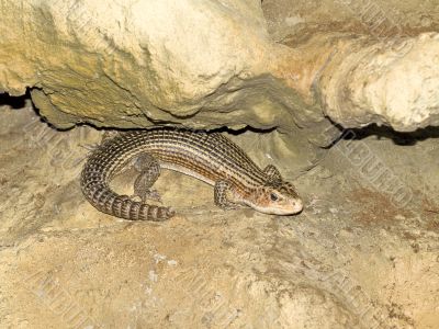 Single lizard
