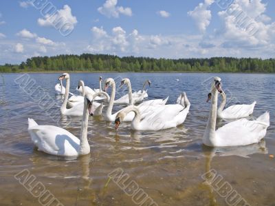 swan colony