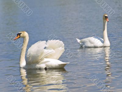 Two swans