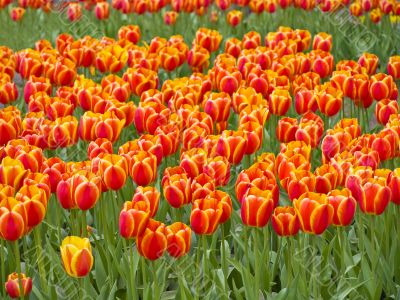 Field of tulips