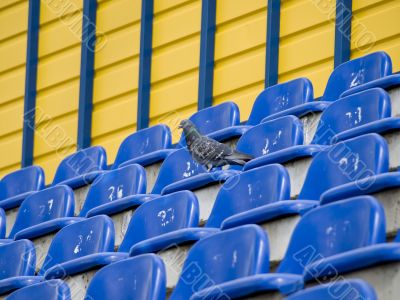 Dove at the stadium