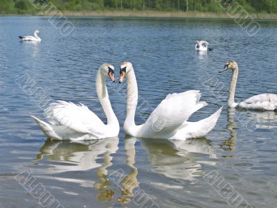 Swans in love