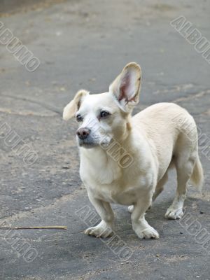dog