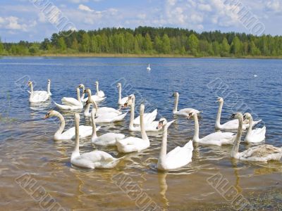 swans
