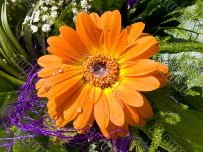 gerbera flower