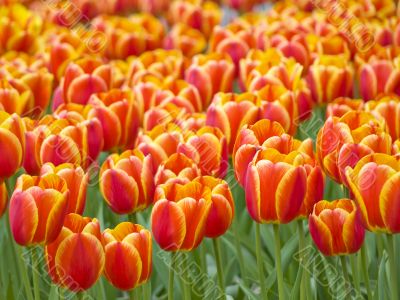 Tulips