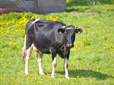 cow