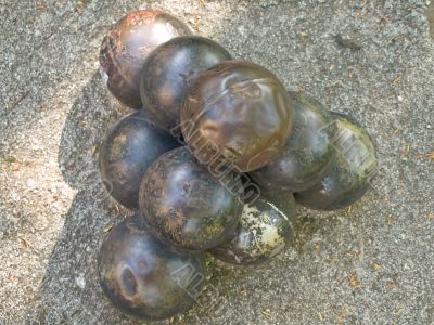 cannon balls