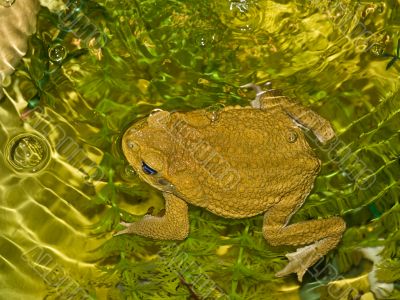 Frog