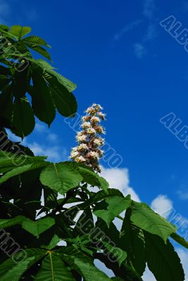 Fresh flower of chestnut
