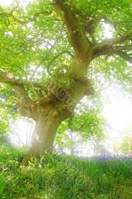 old tree