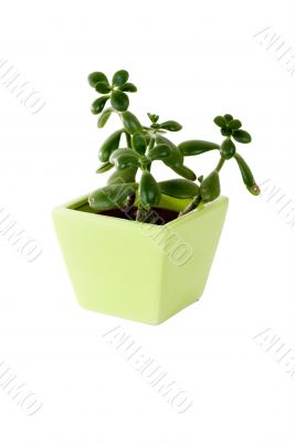 Plant in a pot