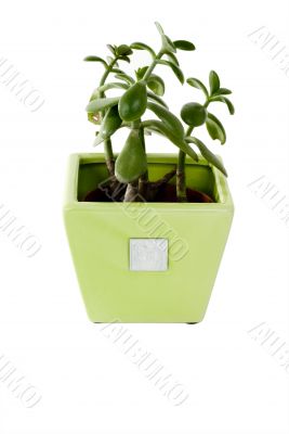 Plant in a pot