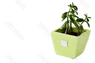 Plant in a pot
