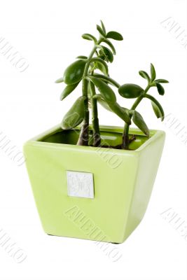 Plant in a pot